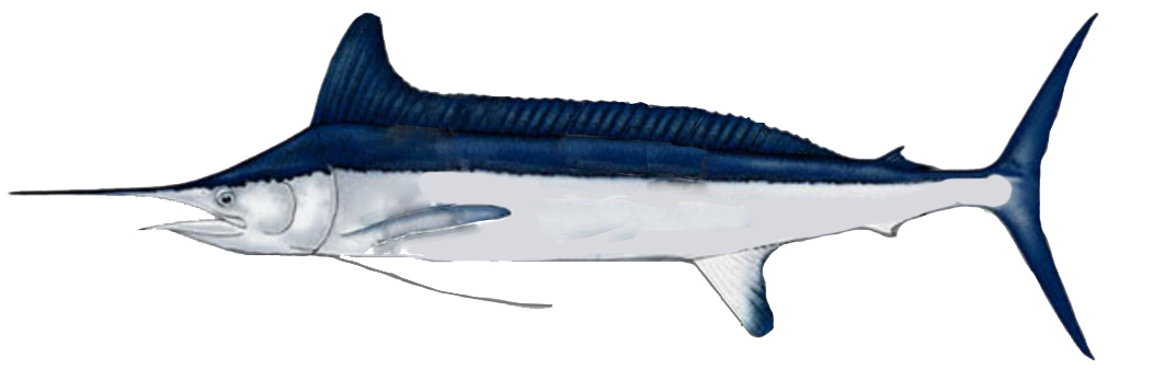 Tetrapturus pfluegeri_02.jpg